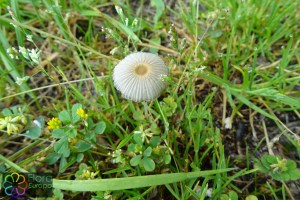 Parasola schroeteri